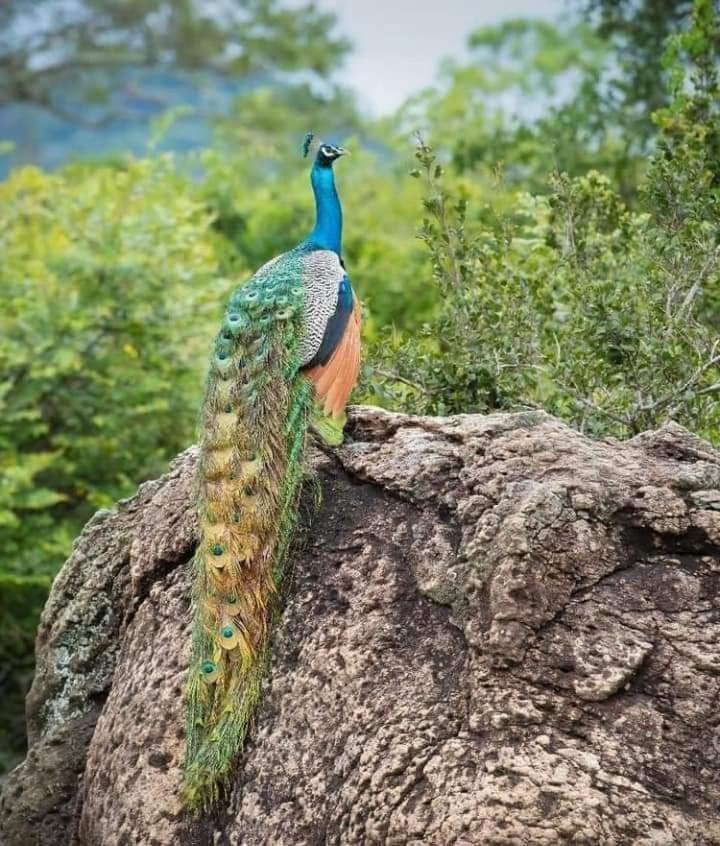 Nature Park Udawalawe Kültér fotó