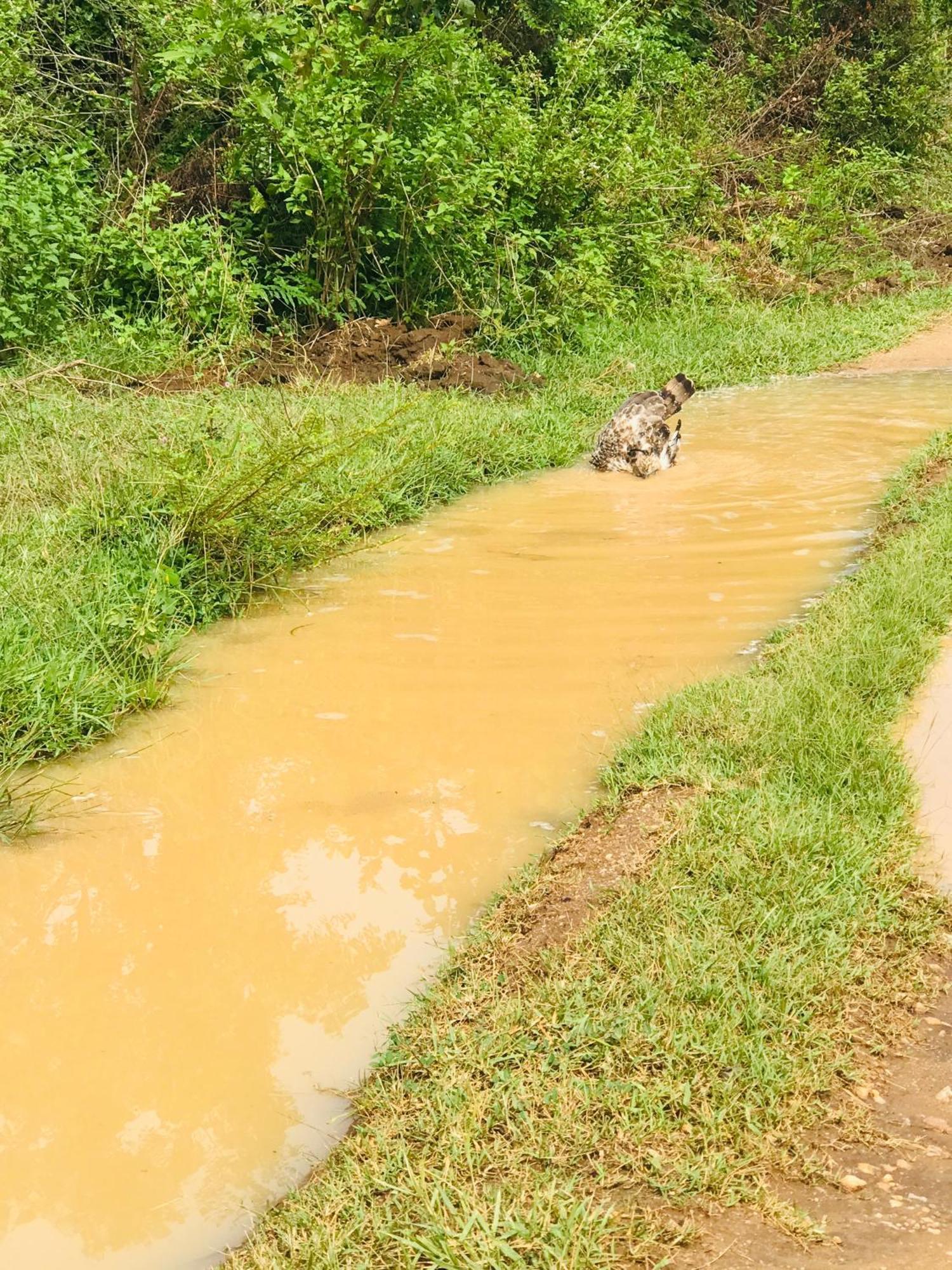 Nature Park Udawalawe Kültér fotó