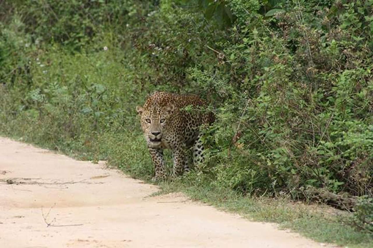 Nature Park Udawalawe Kültér fotó